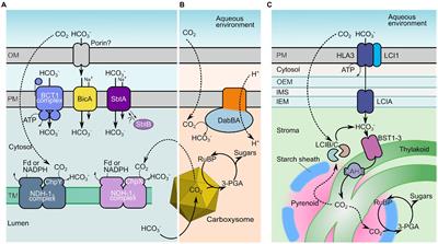 Engineered Accumulation of Bicarbonate in Plant Chloroplasts: Known Knowns and Known Unknowns
